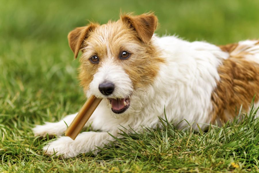 Contaminação e morte de cães por propilenoglicol